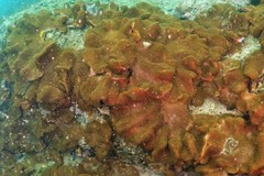 Lobophytum hsiehi
