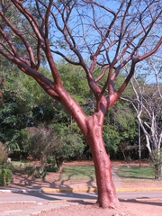 Bursera simaruba
