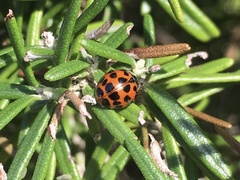 Harmonia axyridis