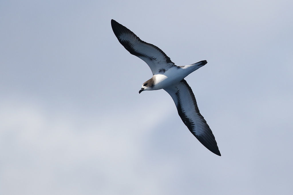 Petrel de Galápagos, Pterodroma phaeopygia