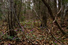 Cardamine glanduligera
