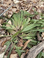 Careyanae