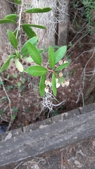 Lyonieae