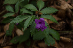 Cardamine glanduligera