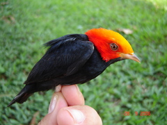 Ceratopipra rubrocapilla