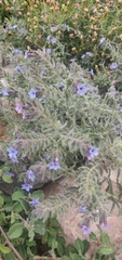 Alkanna strigosa