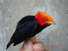 Ceratopipra rubrocapilla