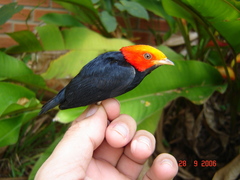 Ceratopipra rubrocapilla