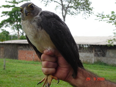 Micrastur mirandollei