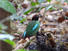 Pitta sordida cucullata