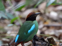 Pitta sordida cucullata