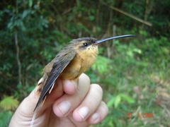 Phaethornis philippii