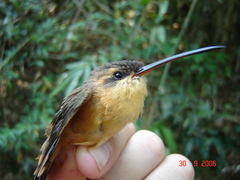 Phaethornis philippii