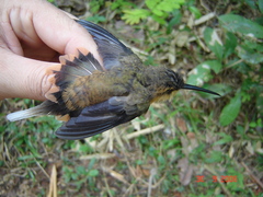 Phaethornis philippii