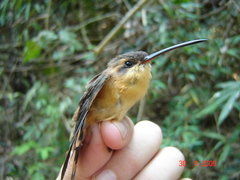 Phaethornis philippii