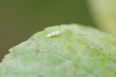 Psyllobora vigintimaculata