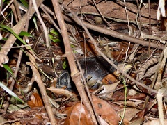 Cuora amboinensis kamaroma