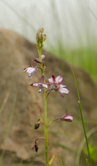 Eulophia zeyheriana