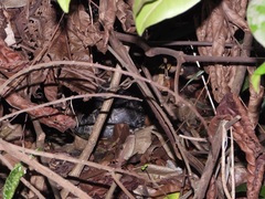 Cuora amboinensis kamaroma