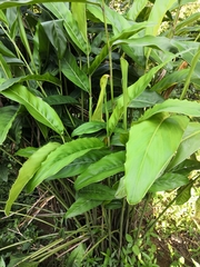 Alpinia galanga