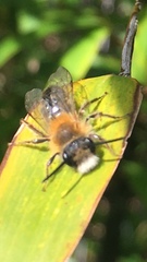 Andrena