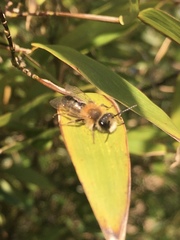 Andrena