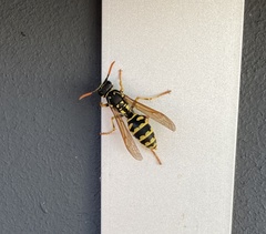 Polistes dominula