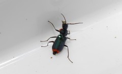 Clanoptilus spinipennis