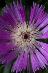Centaurea pullata