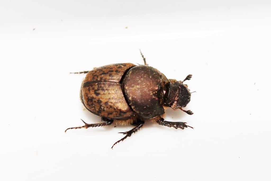 Onthophagus fissicornis