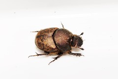 Onthophagus fissicornis