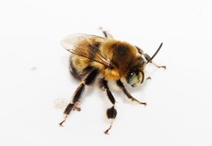 Anthophora dalmatica