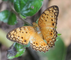 Phalanta eurytis eurytis