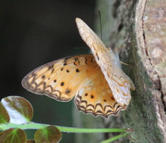 Phalanta eurytis eurytis