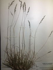 Blepharoneuron tricholepis