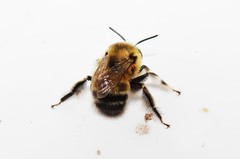 Anthophora dalmatica