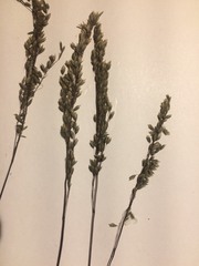 Blepharoneuron tricholepis