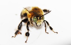 Anthophora dalmatica