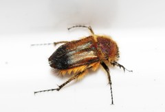 Pygopleurus medius