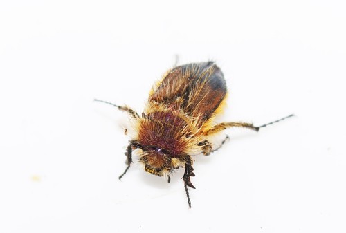 Pygopleurus medius · iNaturalist