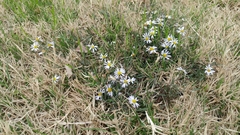 Symphyotrichum divaricatum