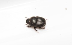 Euonthophagus atramentarius