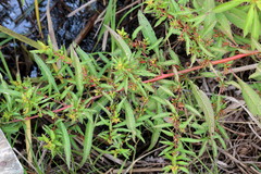 Ludwigia abyssinica