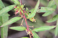 Ludwigia abyssinica