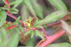 Ludwigia abyssinica