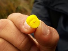 Calceolaria microbefaria