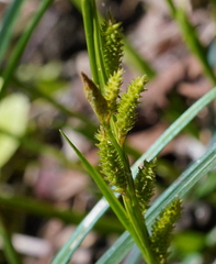 Carex sociata
