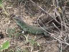 Timon lepidus ibericus