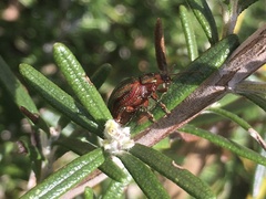 Chrysolina americana
