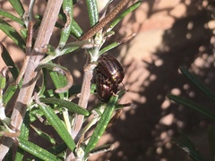 Chrysolina americana